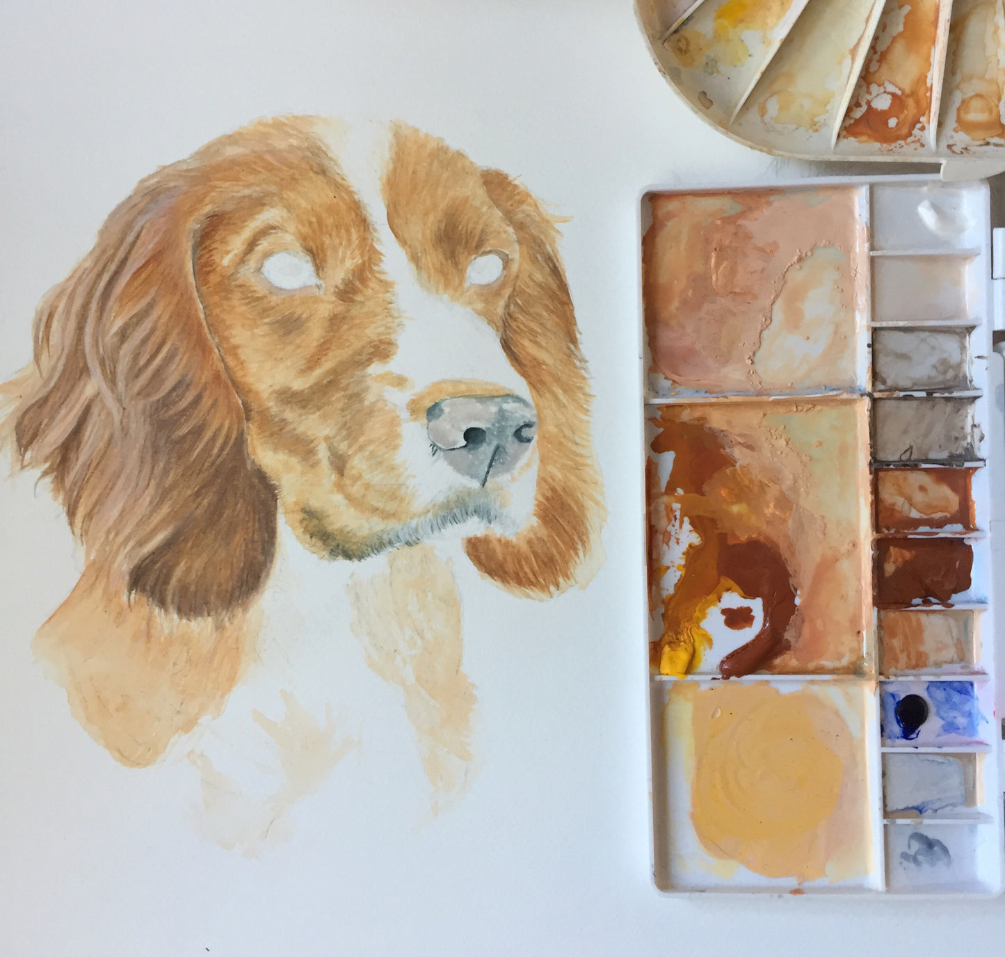 Bertie and Archie the Cocker Spaniels