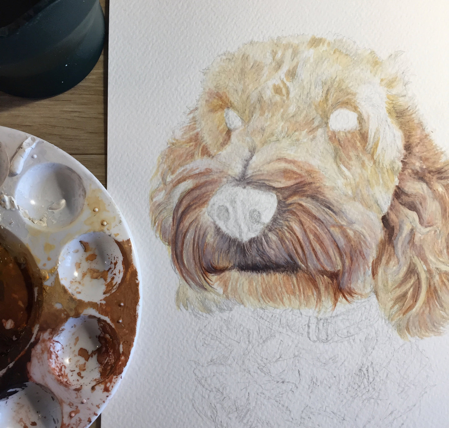 Bertie the Cockapoo