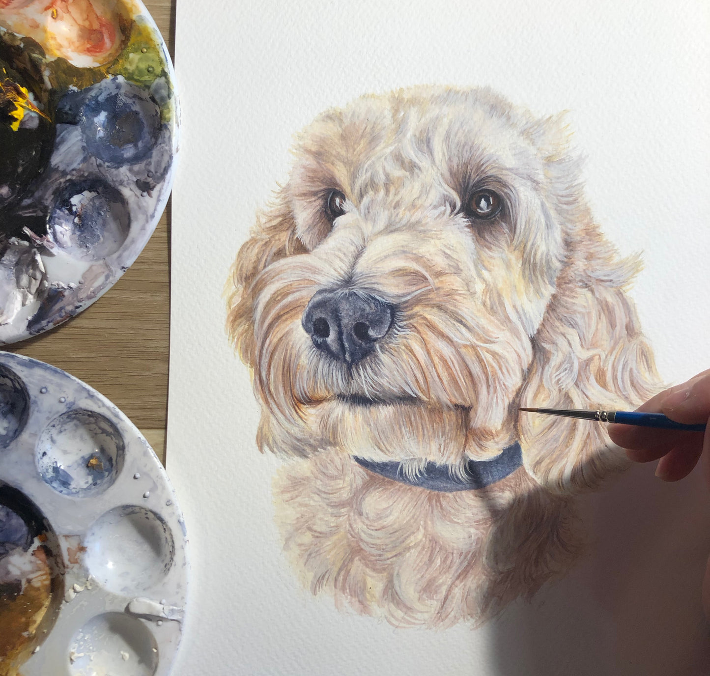 Bertie the Cockapoo