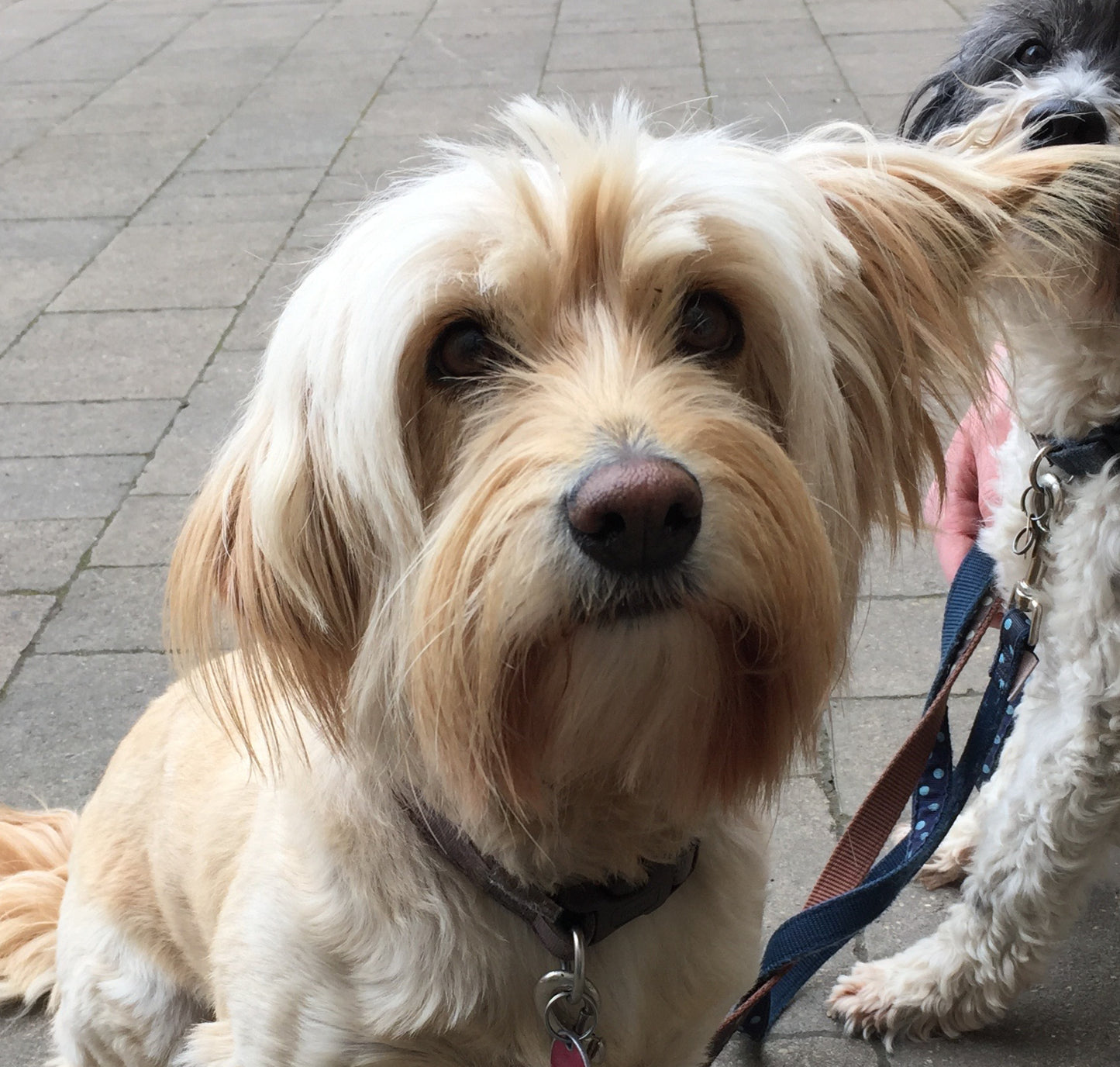 Honey & Freddie the Mixed Terriers