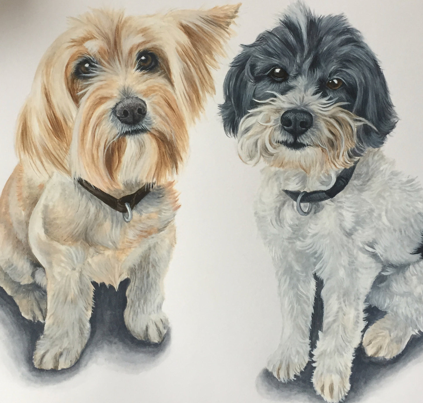 Honey & Freddie the Mixed Terriers