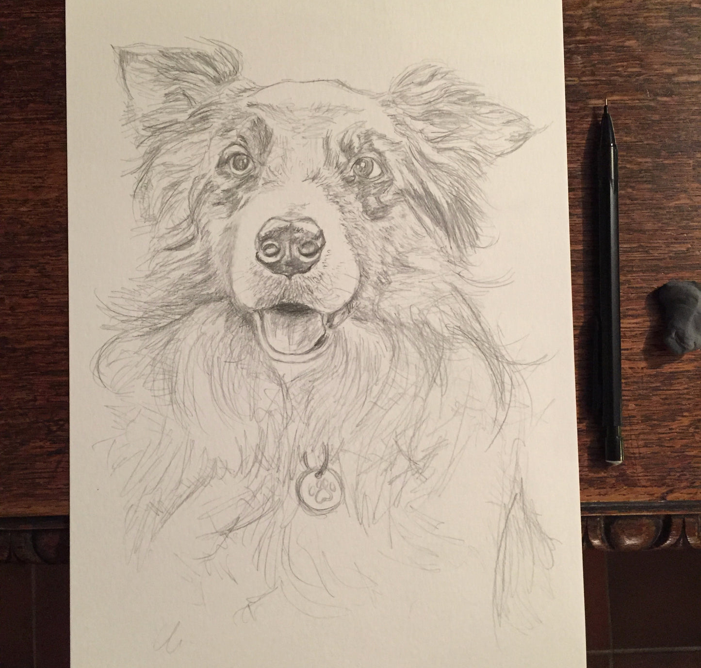 Bowie the Blue Merle Collie