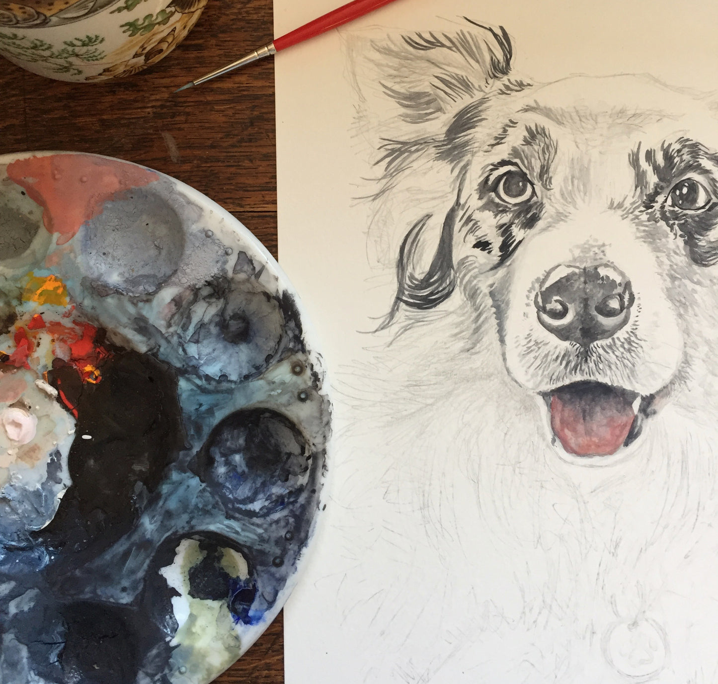 Bowie the Blue Merle Collie