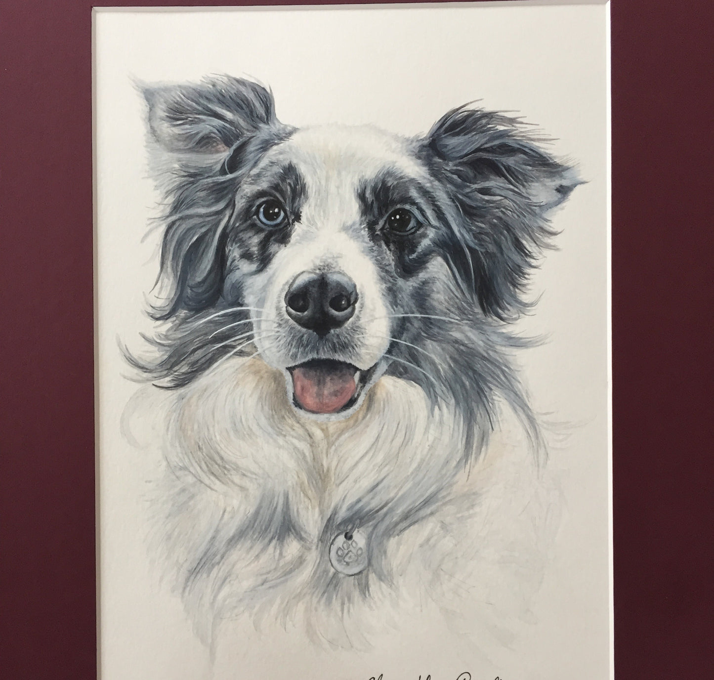 Bowie the Blue Merle Collie