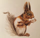Squirrel - Wildlife Painting