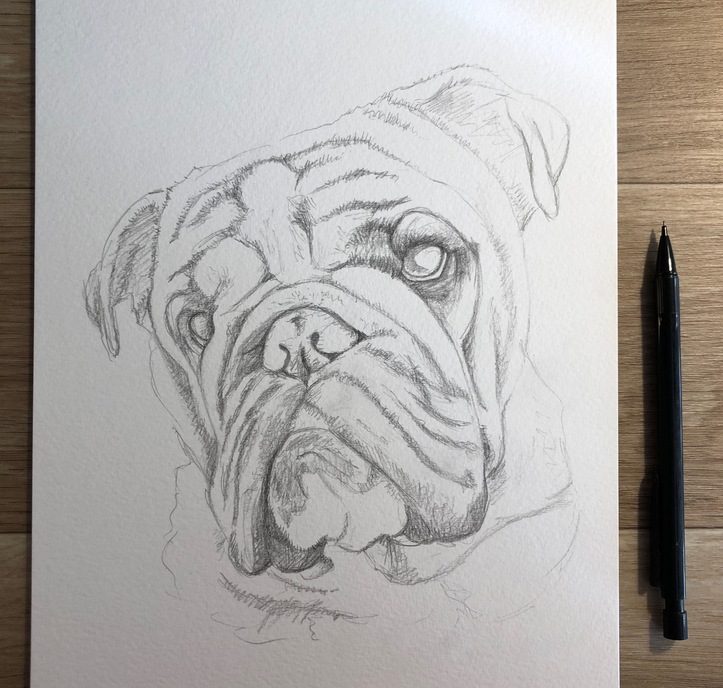 Koba the English Bulldog