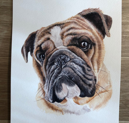 Koba the English Bulldog