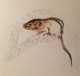 Mouse - Wildlife Painting