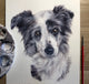 Pippa the Blue Merle Collie