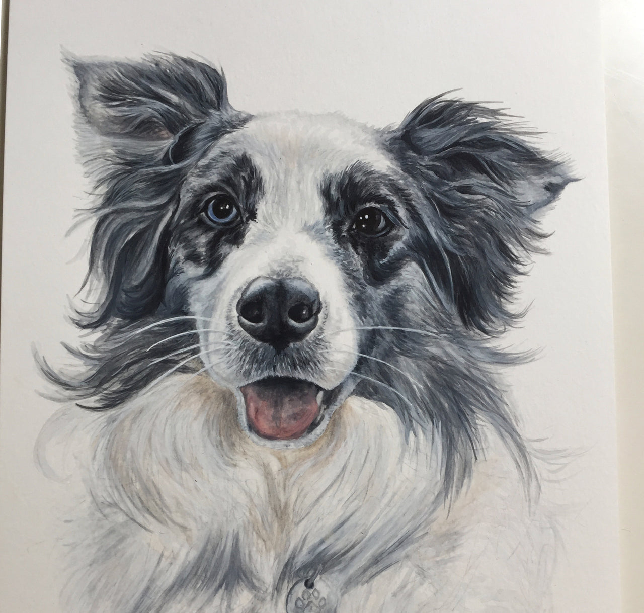 Bowie the Blue Merle Collie