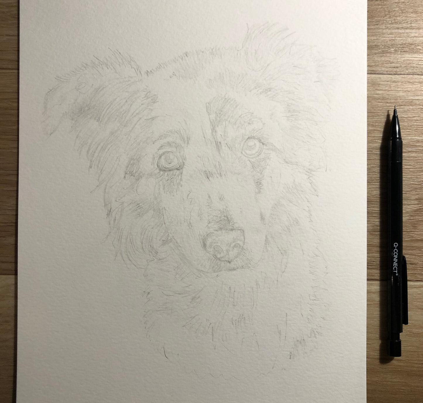 Pippa the Blue Merle Collie