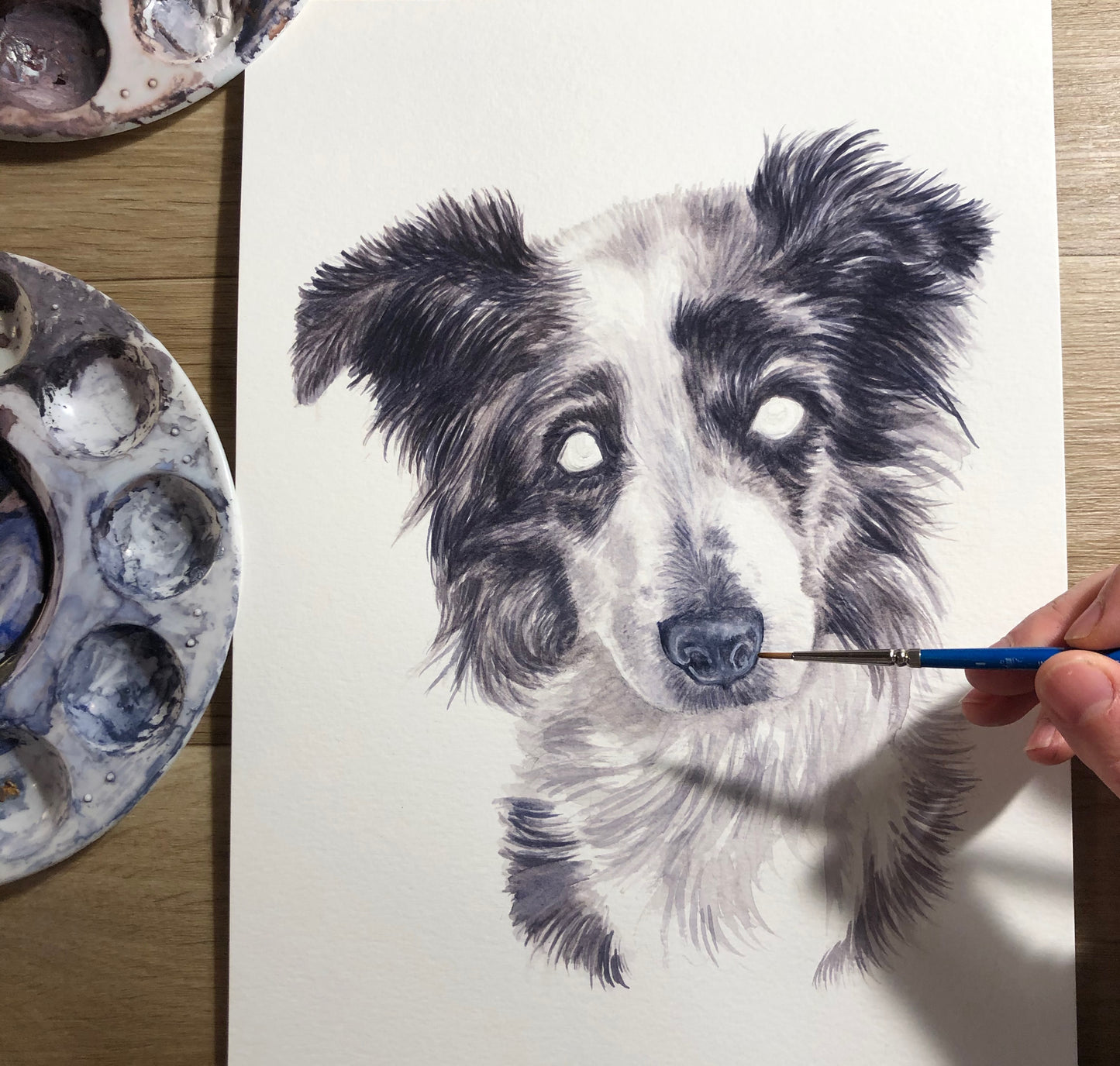 Pippa the Blue Merle Collie