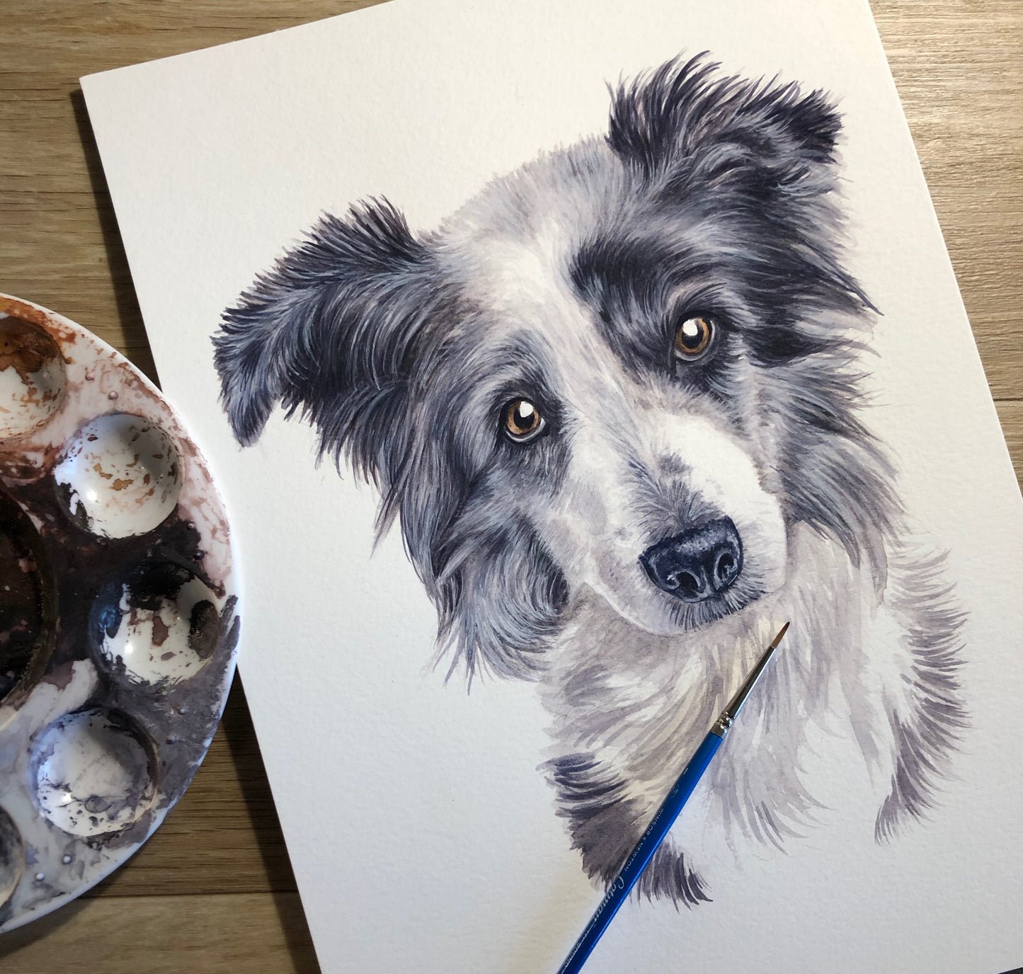 Pippa the Blue Merle Collie