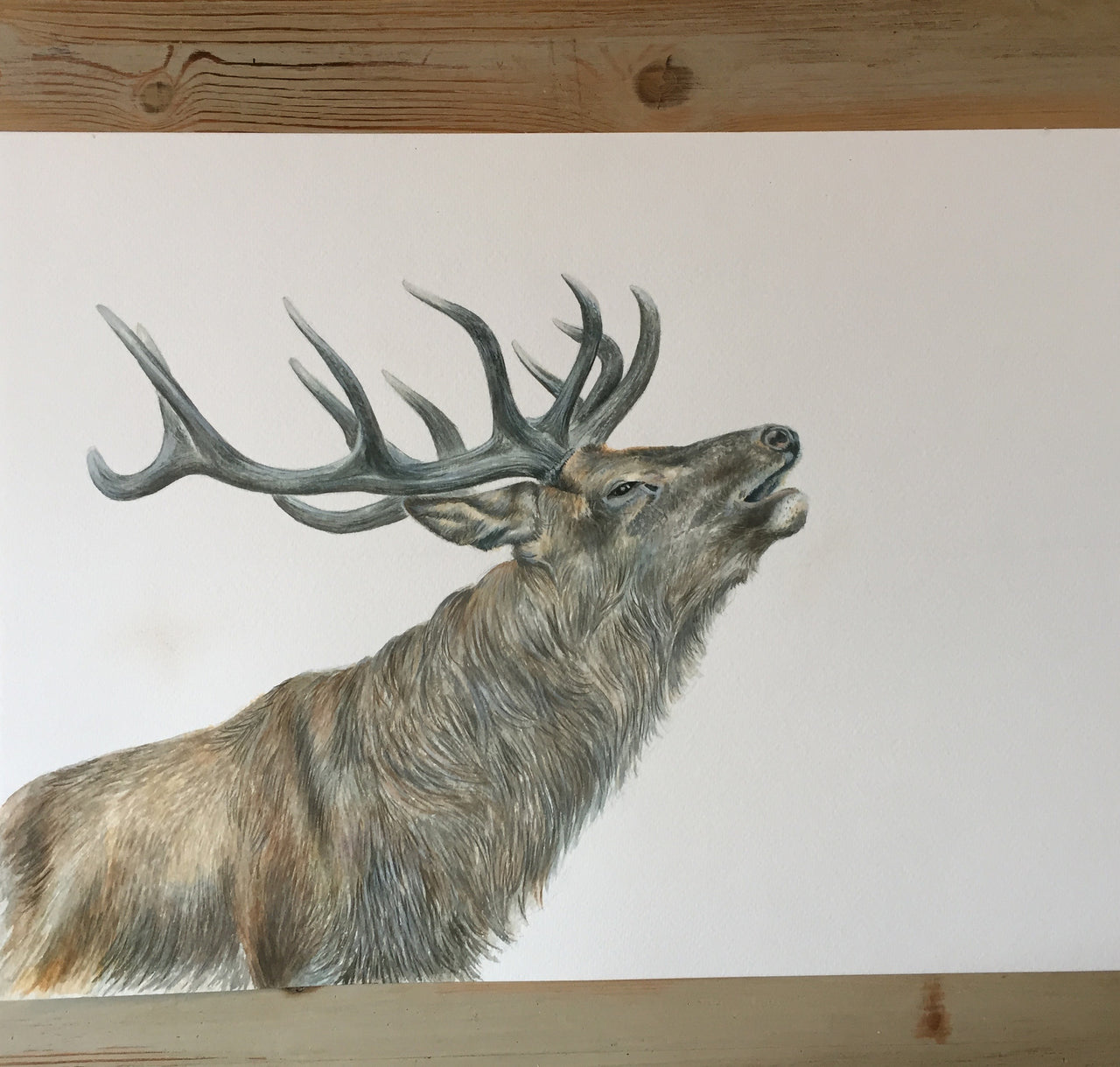 Red Stag - Wildlife Painting