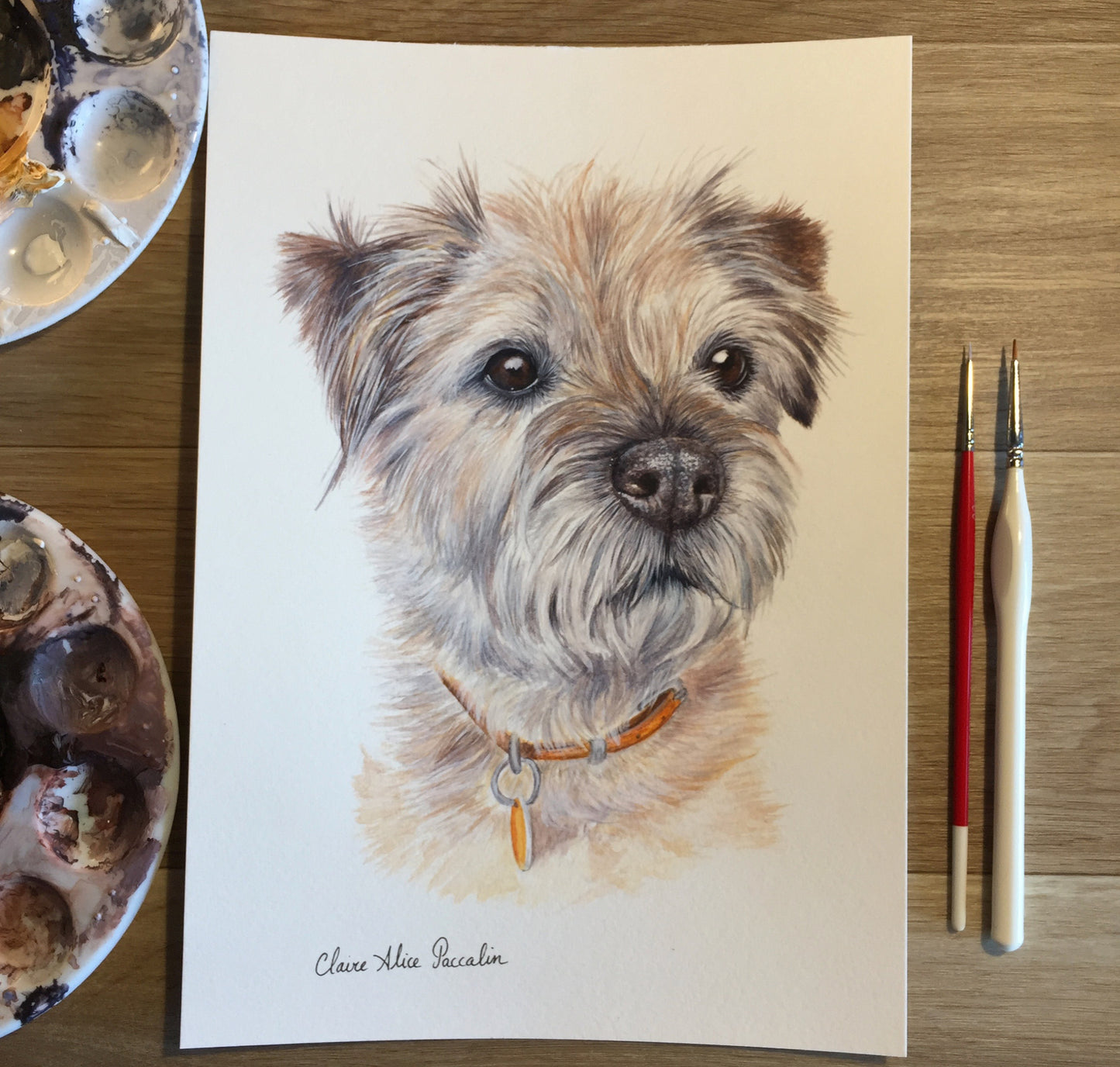 Sparky the Border Terrier