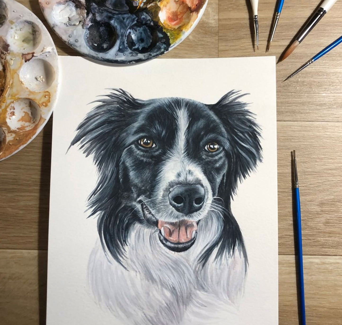 Emma the Border Collie