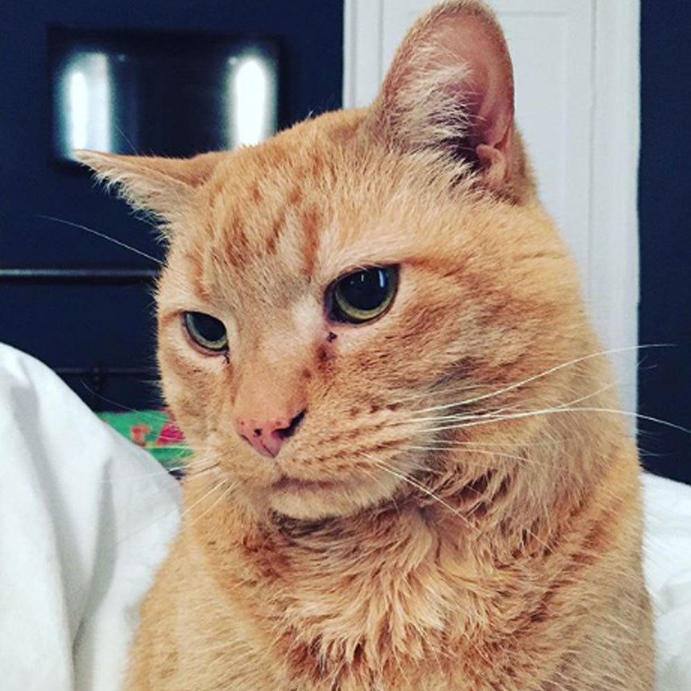 Gravy the Ginger Cat